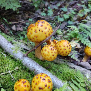 Вкуснотень