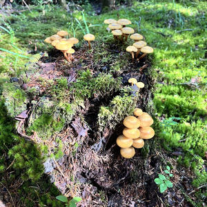 Вкуснотень