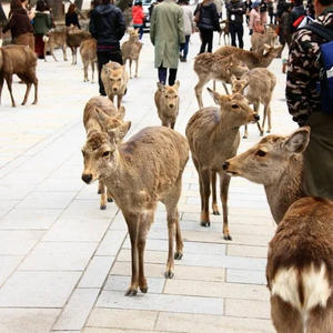 Братья меньшие