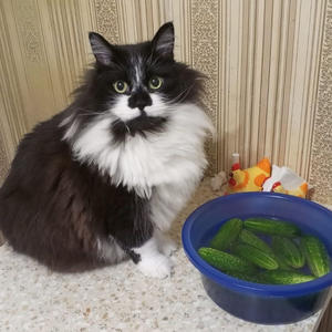 Братья меньшие