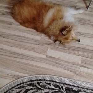 Братья меньшие