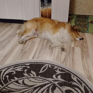 Братья меньшие