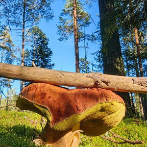 Грибной шлем под солнечным лучом