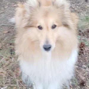 Братья меньшие