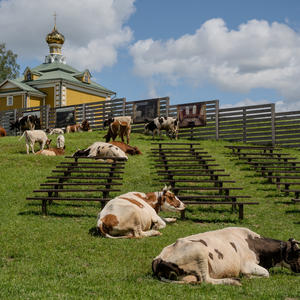 Коровы выбрали лучшие места в храме