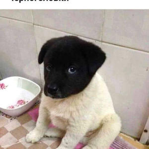 Братья меньшие