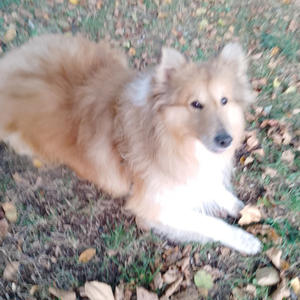 Братья меньшие