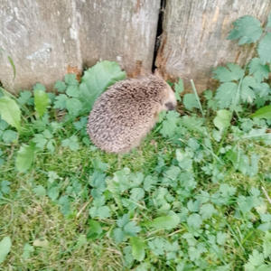 Братья меньшие