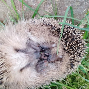 Братья меньшие