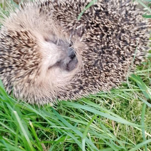 Братья меньшие