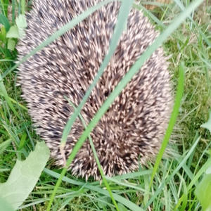 Братья меньшие