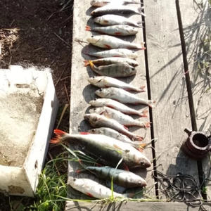 На Селигере полиция задержала браконьера с уловом из 18 рыб