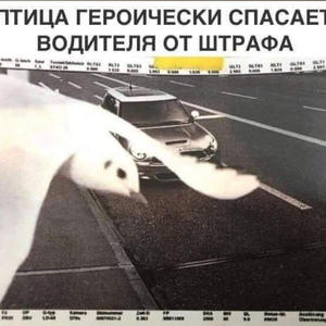 Братья меньшие