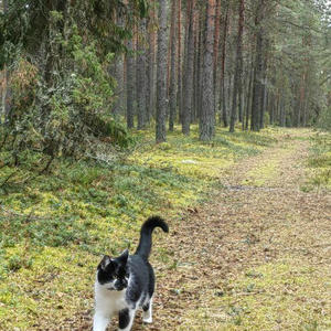 Братья меньшие