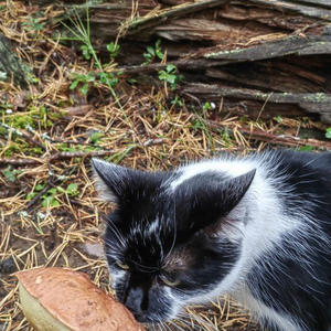 Братья меньшие