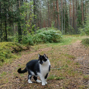 Братья меньшие