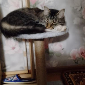 Братья меньшие