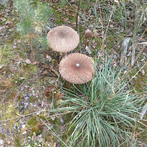 Вкуснотень