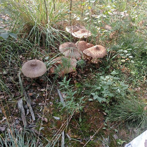 Вкуснотень