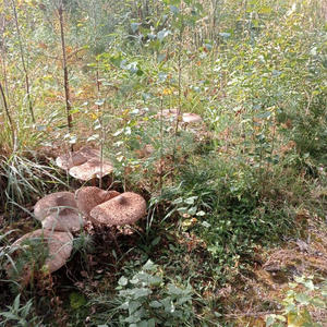 Вкуснотень