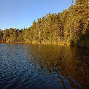 Золотые лучи ласкают древний лес