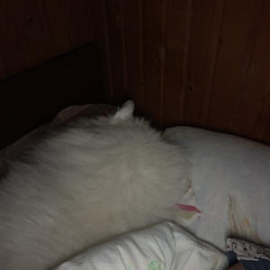 Братья меньшие