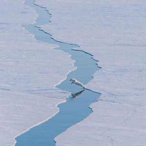 Братья меньшие