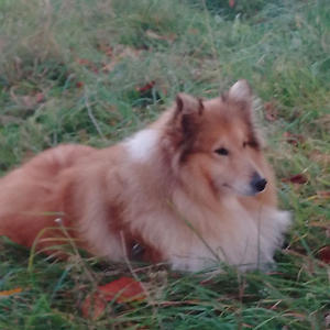 Братья меньшие