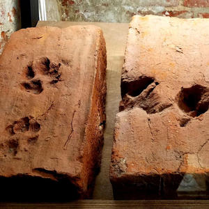 Братья меньшие