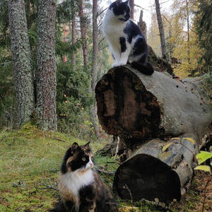 Братья меньшие