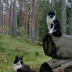 Братья меньшие