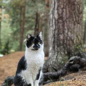 Братья меньшие