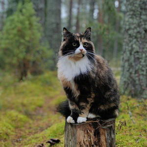 Братья меньшие