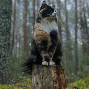 Братья меньшие