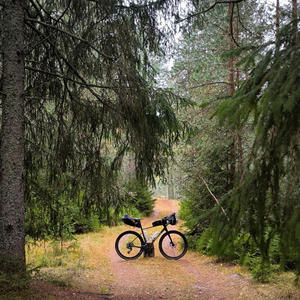 Велосипед замер в тишине соснового коридора