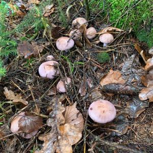 Вкуснотень