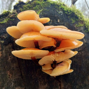 Вкуснотень