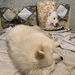 Братья меньшие