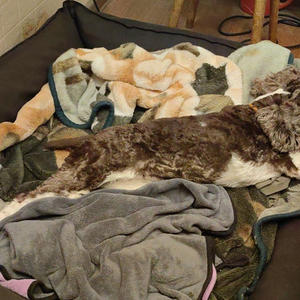 Братья меньшие