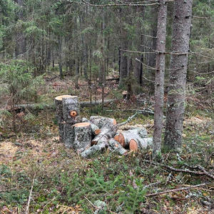 В Осташкове полицейские задержали чёрного лесоруба с поличным