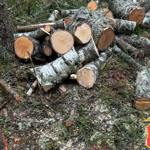 В Осташкове полицейские задержали чёрного лесоруба с поличным