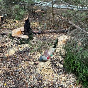 В Осташкове полицейские задержали чёрного лесоруба с поличным