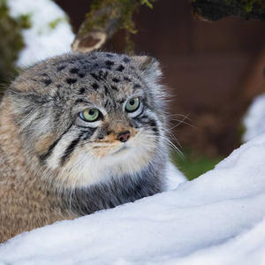 Братья меньшие