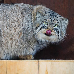 Братья меньшие