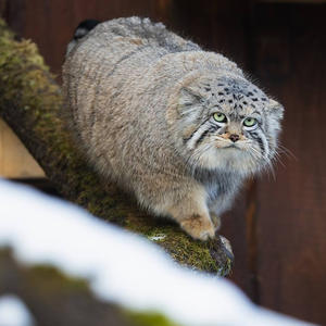 Братья меньшие