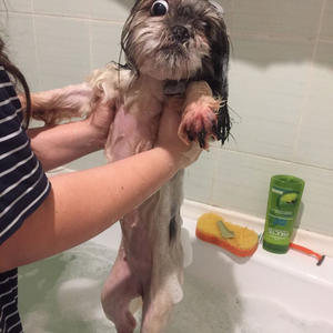 Братья меньшие