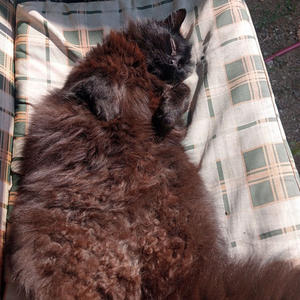 Братья меньшие