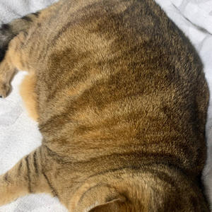 Братья меньшие