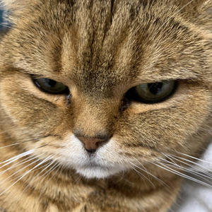 Братья меньшие