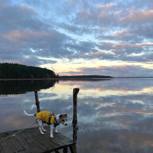 Пёс в жёлтом жилете ждёт рассвет